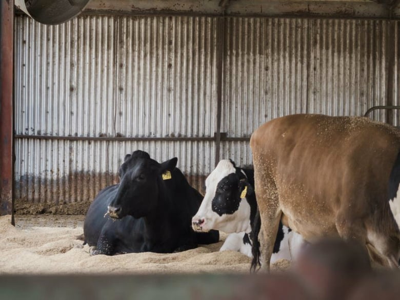 Dairy cattle cool off from the summer heat at the Dairy Teaching and Research Facility at UC Davis.