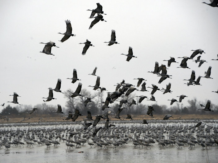 Over 500,000 sandhill cranes fly in the Platte Rivers's near Fort Kearny State Historical Park. The Sandhill Cranes fly from southern wintering grounds to northern breeding grounds in Canada, Alaska and Siberia.