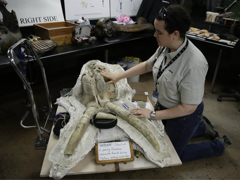 In this Aug. 15, 2017 photo, paleontologist Ashley Leger shows the skull of a young Columbian mammoth found at the construction site of the Metro Purple Line extension in Los Angeles. 