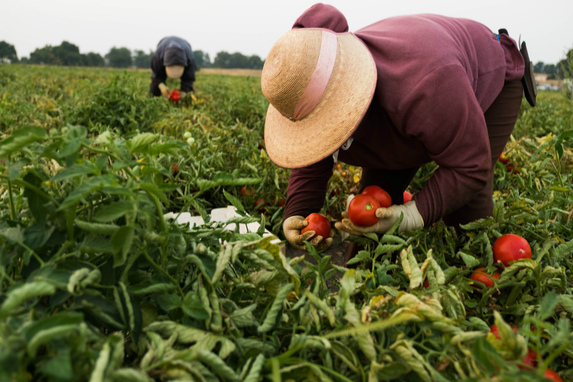 Workers pick tomatoes at Ray Yeung farm.