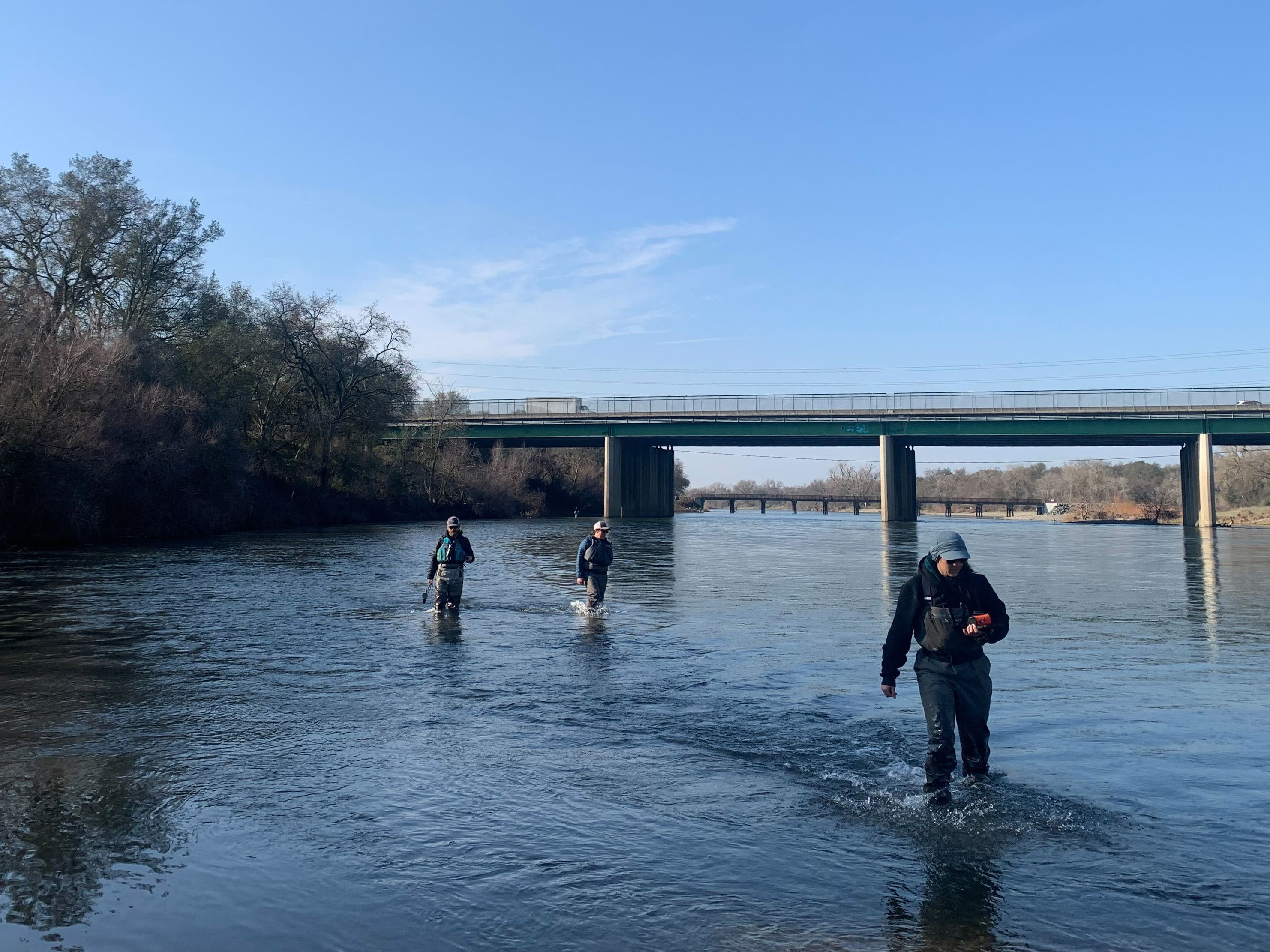 Salmon surveys happening now in Sacramento will help future generations of fish survive