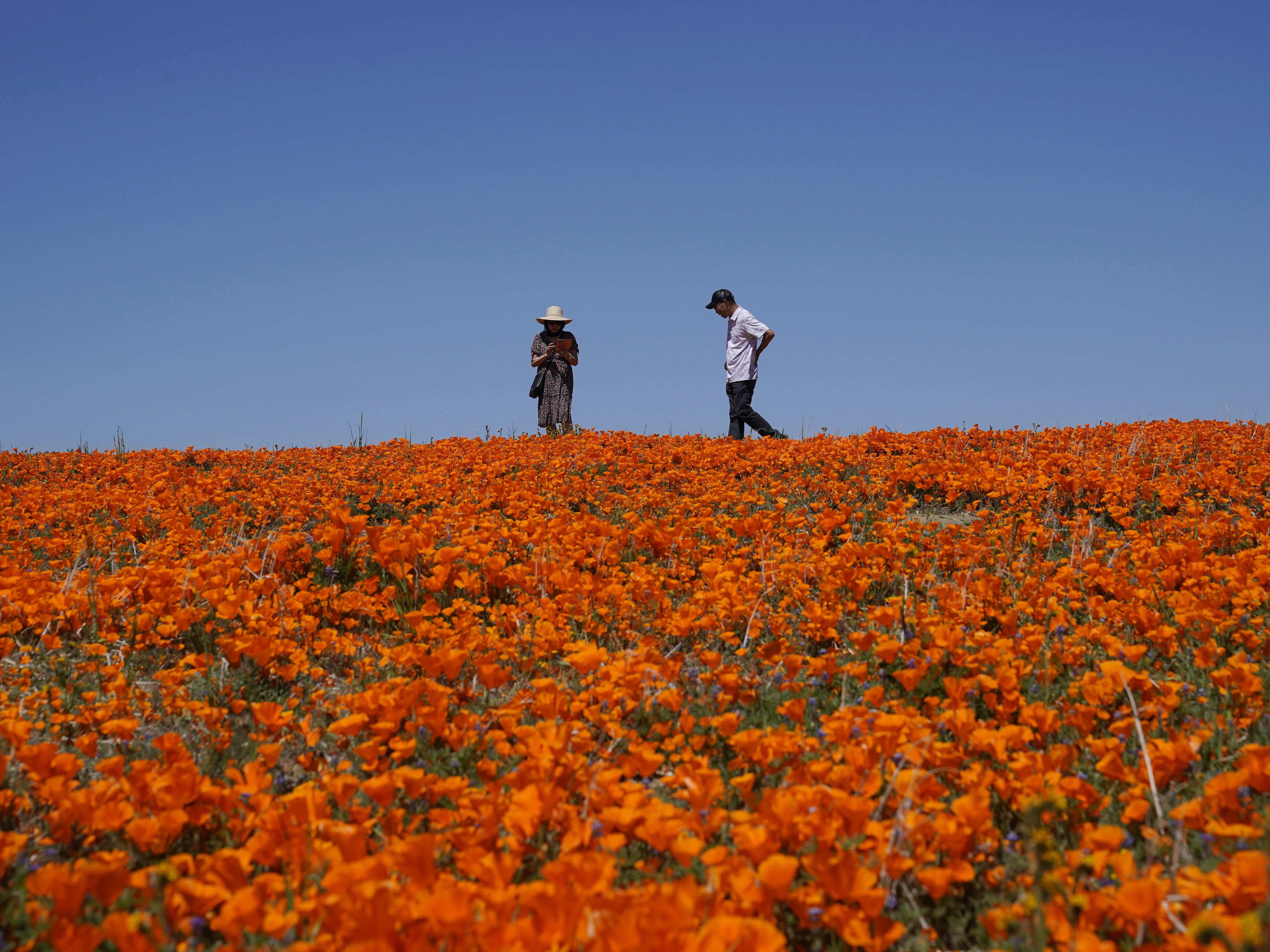 City Year for Sacramento Graduates Farm to School Program Where to Catch California Super Blooms Responsibly image