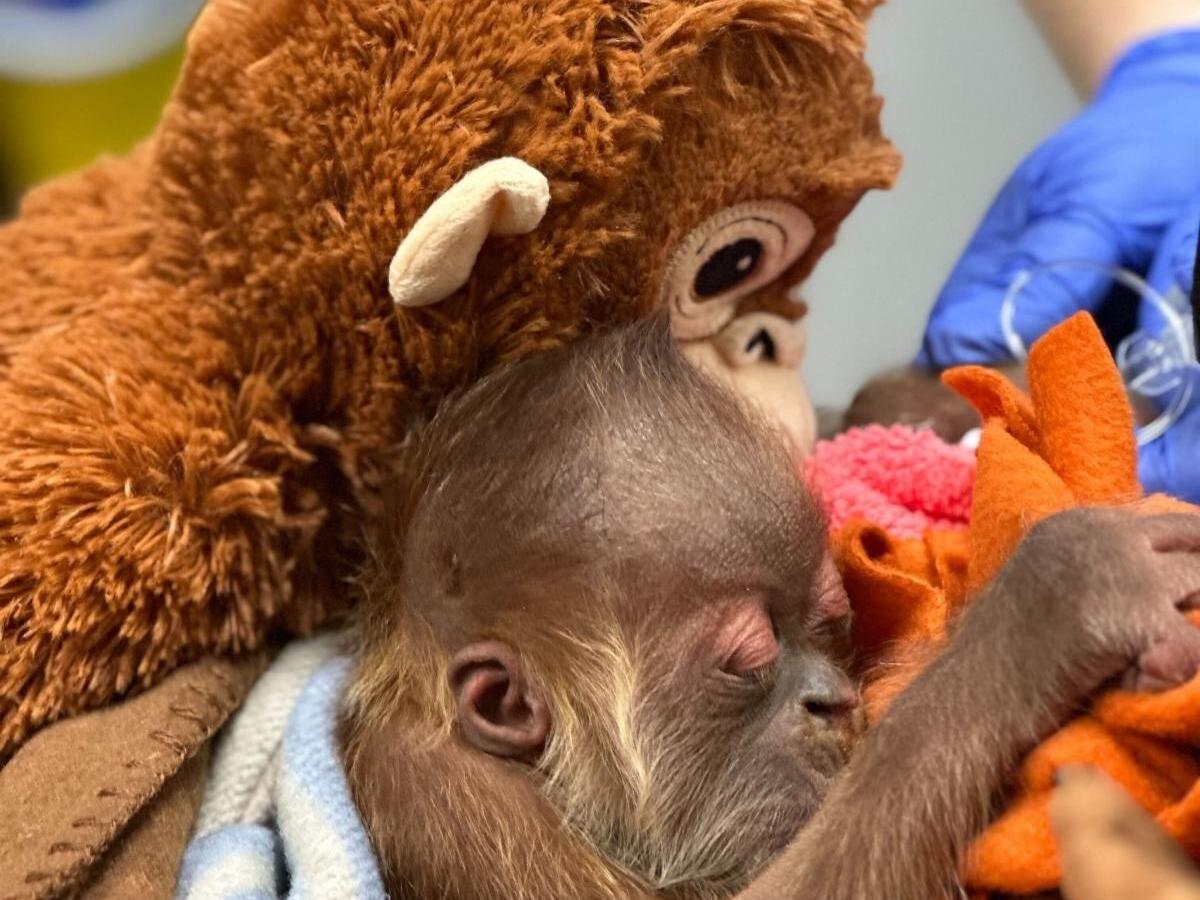 Toxic Lead Levels at CA Child Care Facilities Placer County LGBTQ+ Youth Group Faces Threats Following Controversial Video Sacramento Zoo Welcomes Endangered Orangutan image
