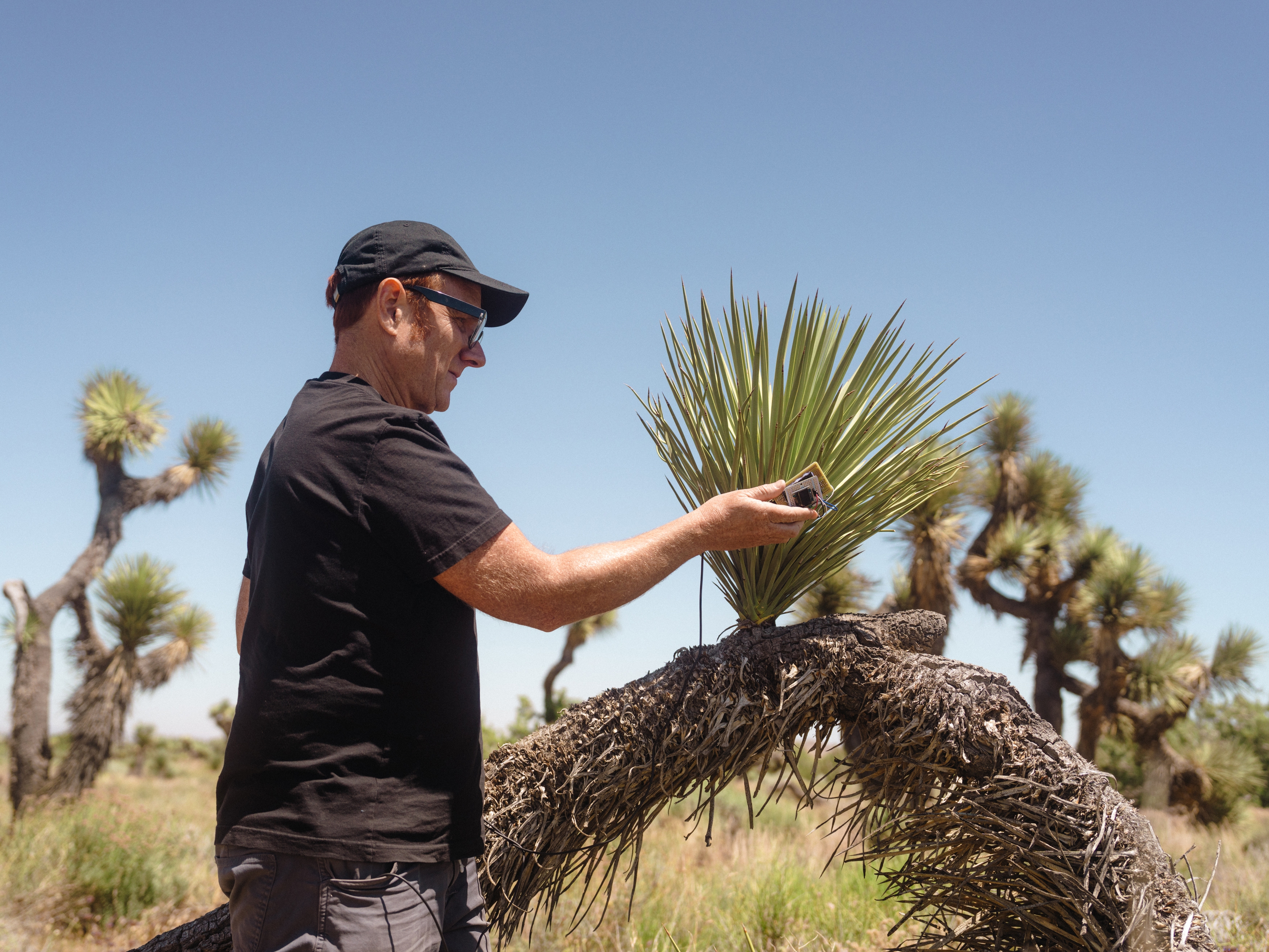 Listen to the yowling, ethereal sounds a Joshua tree can be made