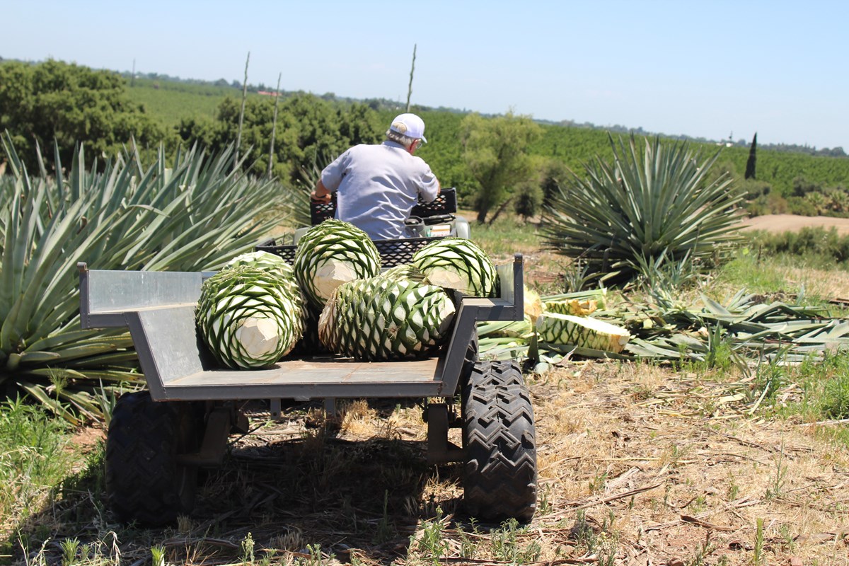 California farmers turn to agave amid drought conditions and climate change
