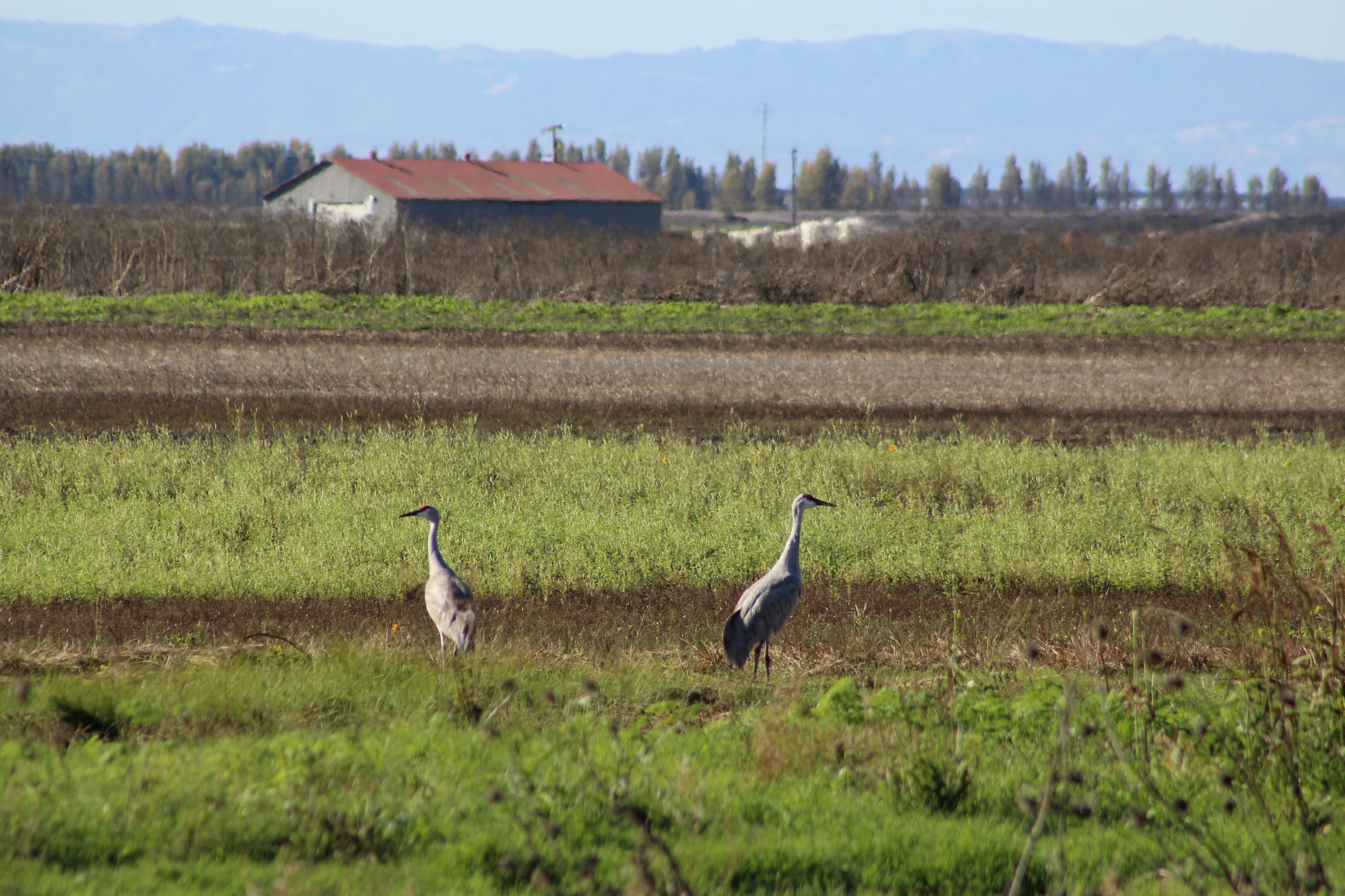 Now’s the time to spot the Delta’s iconic sandhill crane
