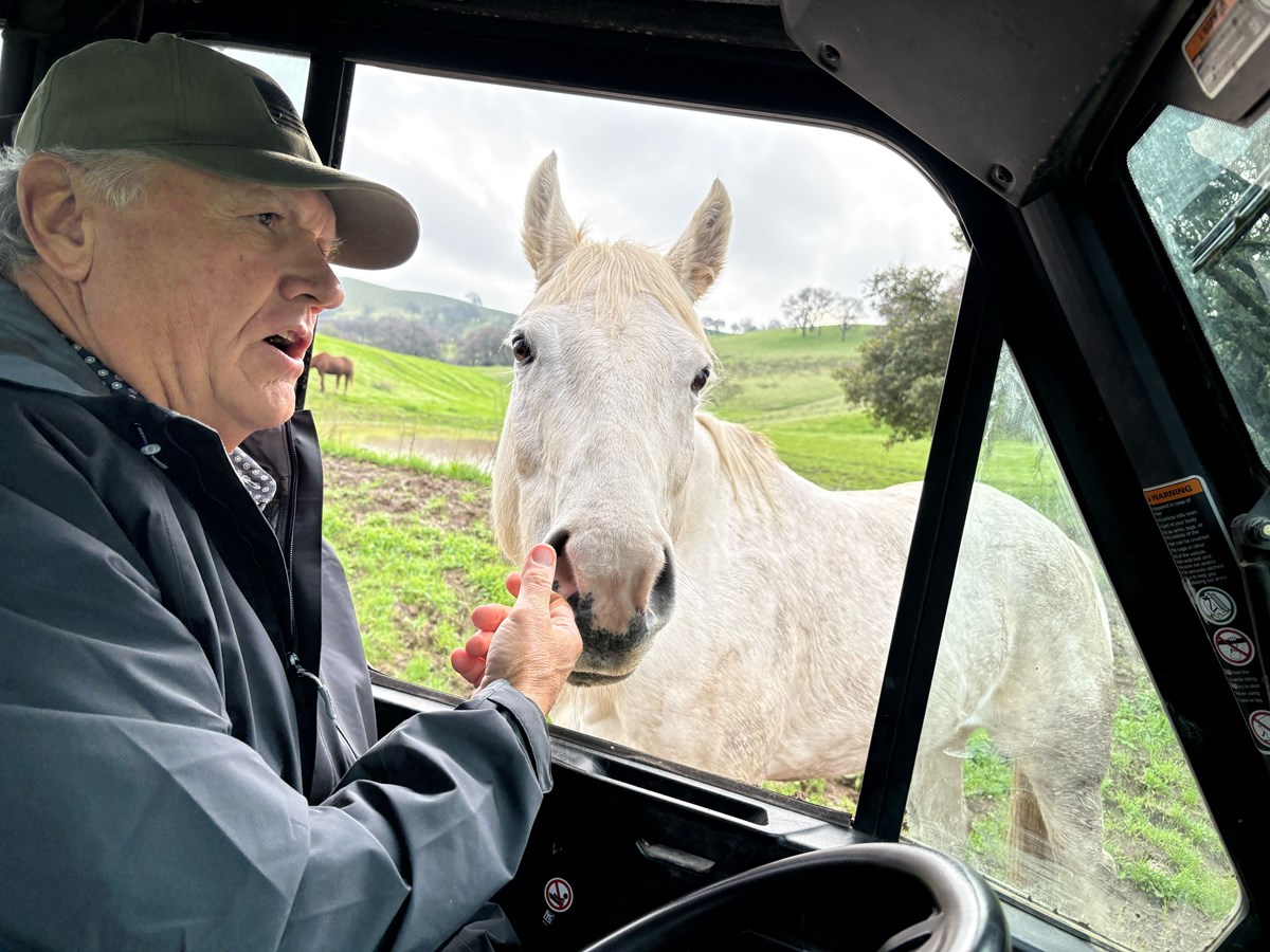 Horse