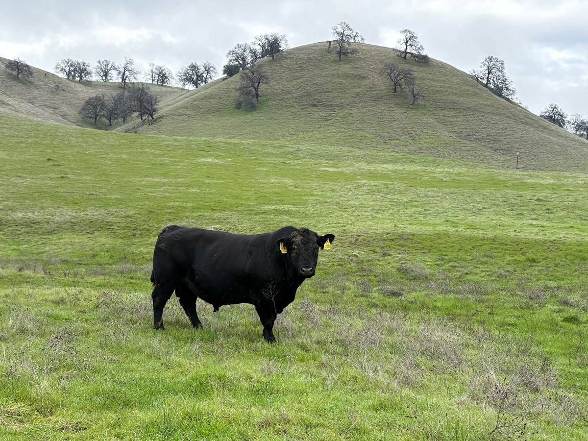 Cattle