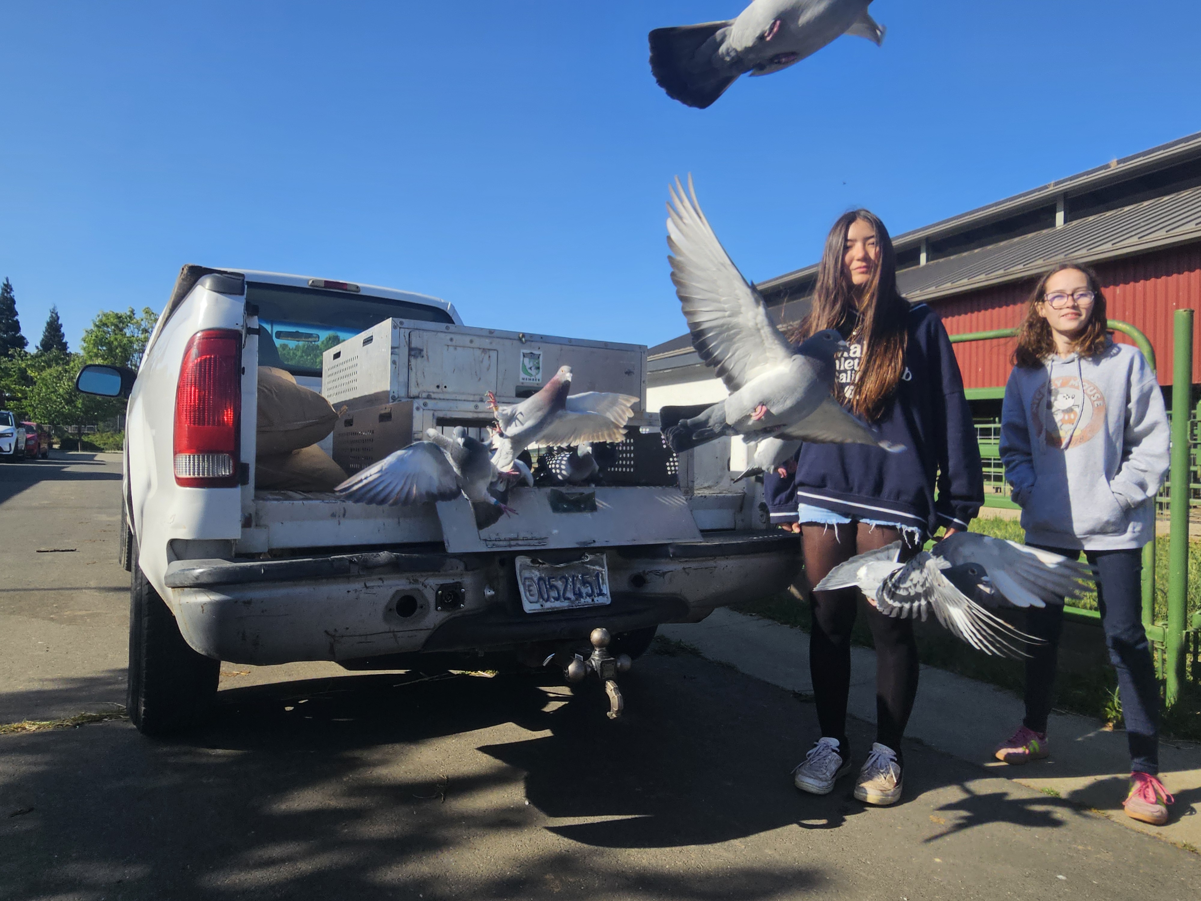 Raising racers: How Elk Grove students are caring for the next generation of pigeon athletes