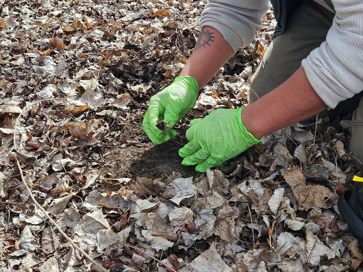 River Partners Restoration Scientist Diego Garcia scoops a soil sample for eDNA testing at Dos Rios State Park near Modesto, Feb. 28, 2025.
