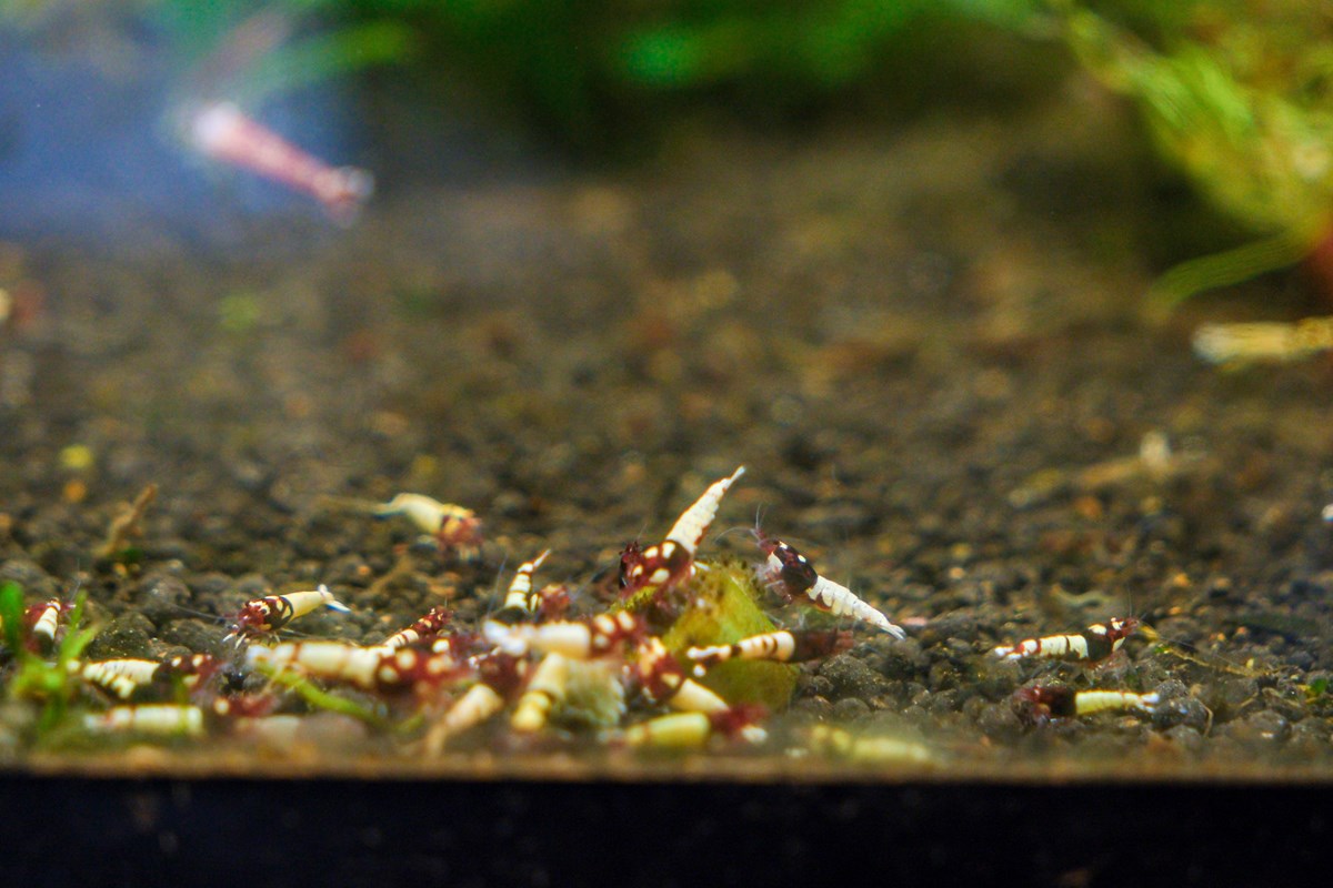 shrimpbreeder
