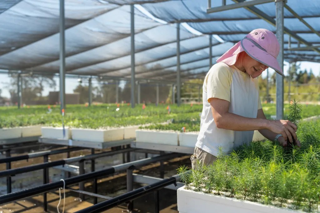 Worker tends to seedlings