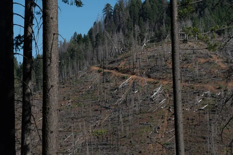 Burned and fallen trees near Pollock Pines