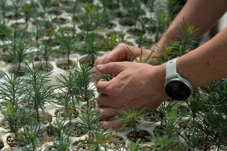 Seedlings in the Cal Fire nursery