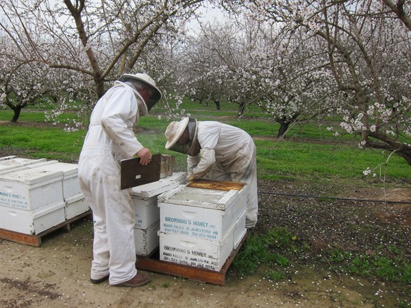 0305-beekeeper -looking -into -box -2-P