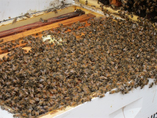 0305-bees -on -box -P