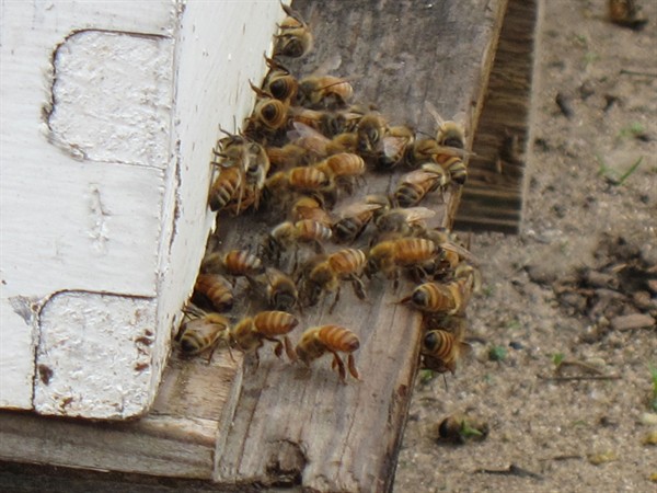 0305-bees -P