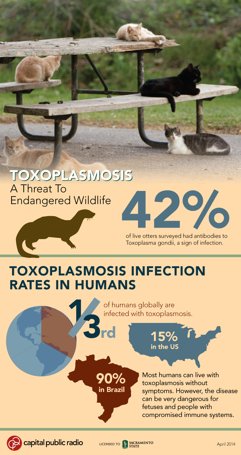 Toxoplasmosis -graphic