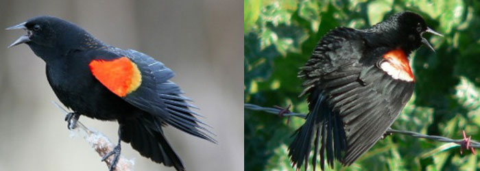 0619-blackbird -comparea