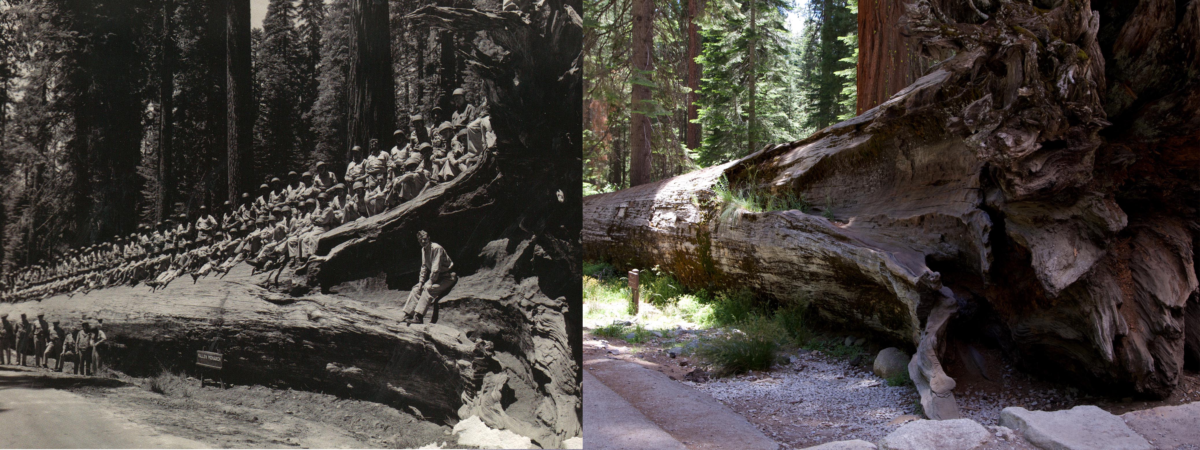 0630 yosemite fallen monarch before and after