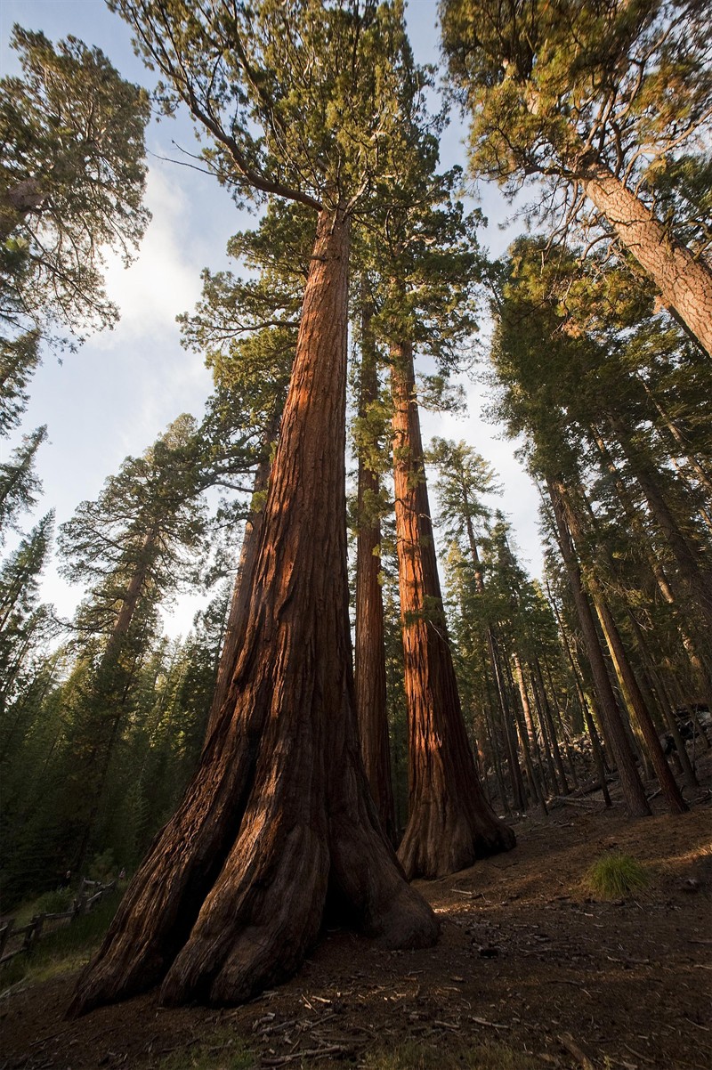 Yosemite Cluster Of Large Trees _Credit Al Golub