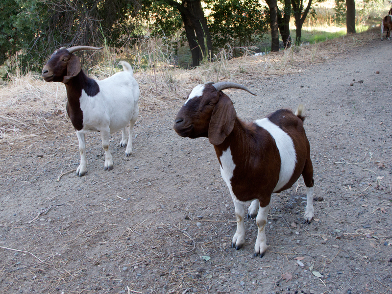 0813-goats -2-p