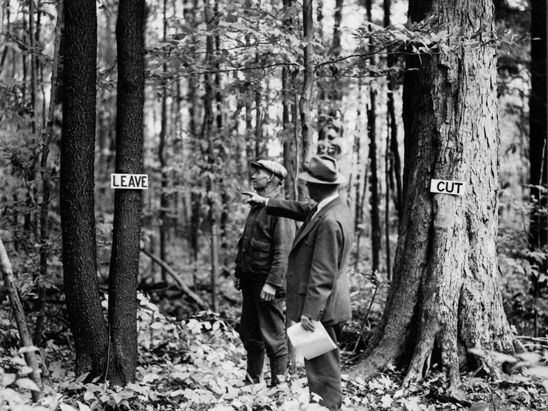 0922-The -Big -Burn -07---Early -Forest -Management 0922-The -Big -Burn -07---Early -Forest -Management