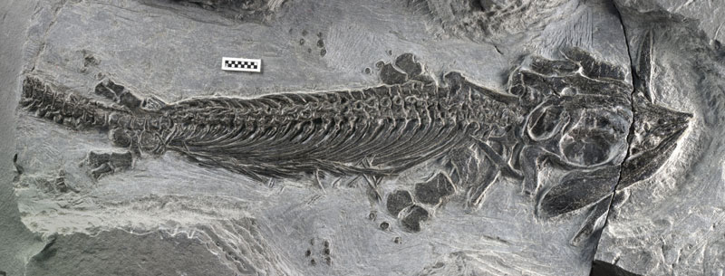 1110-Cartorhynchus 1_RMotani