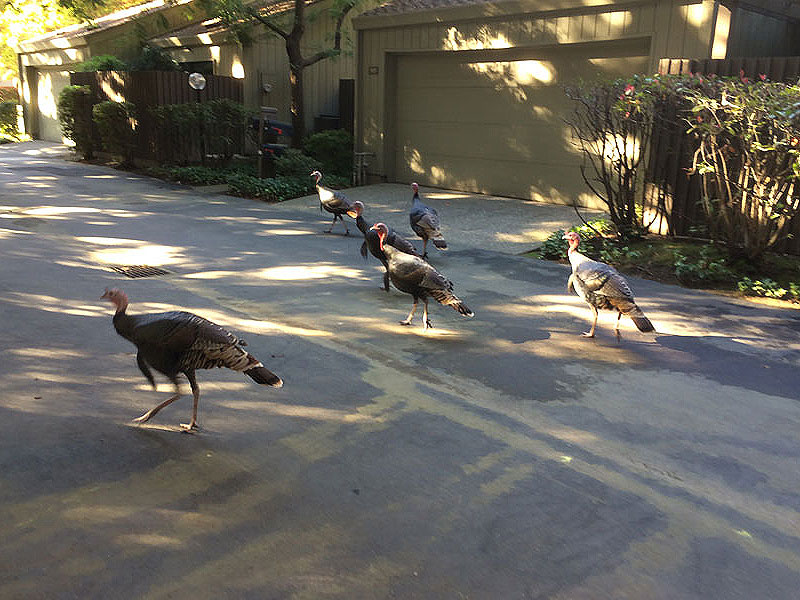 1112-turkeys -in -a -neighborhood