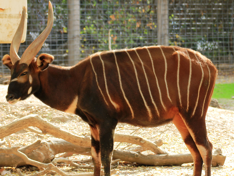 Rare African Antelope Dies At Sacramento Zoo 