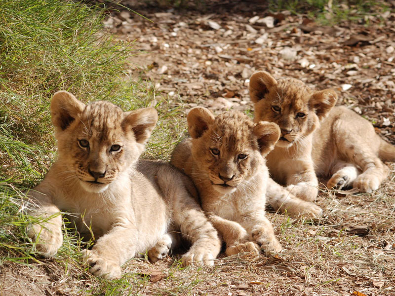 3 African Lion Cubs Romp At Sacramento Zoo - capradio.org