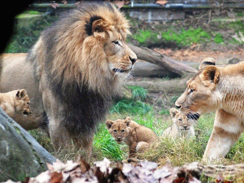 0115-lions -at -the -zoo -p