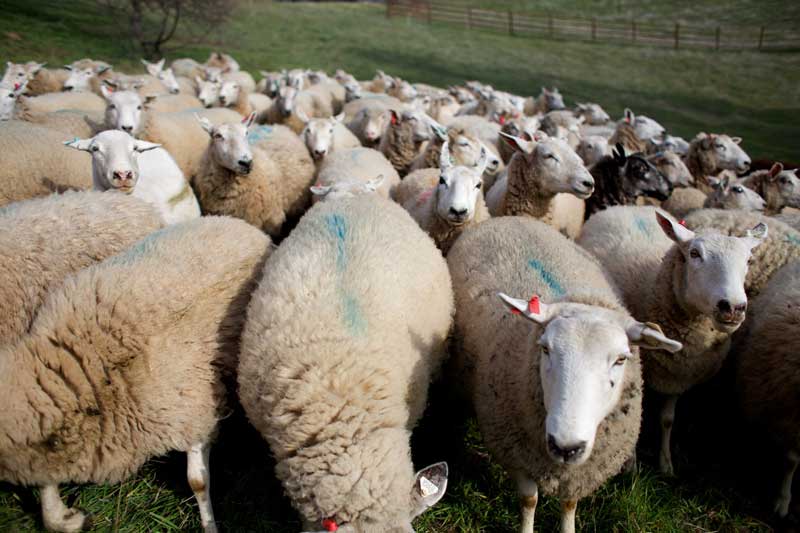 0211-rancher-sheep-flock-ff