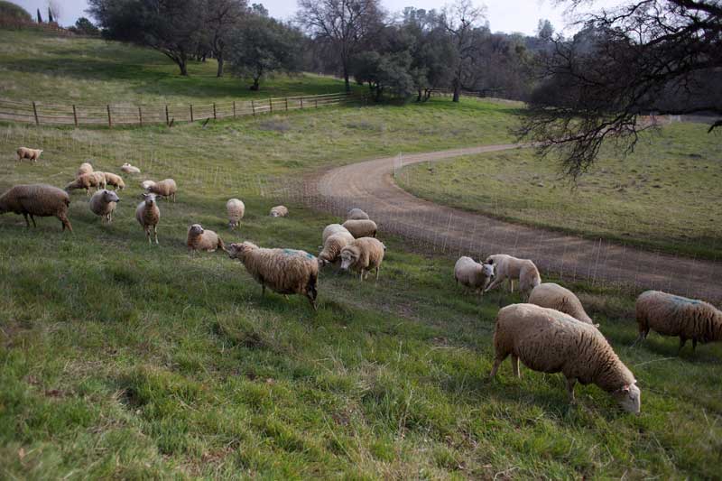 0211-rancher-sheep-grazing-ff