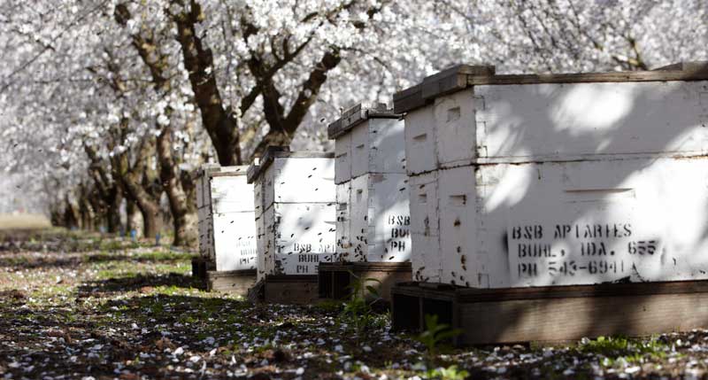 0227-bee-hives-r