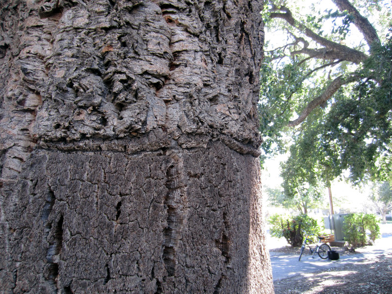 Davis Cork Tree