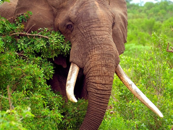 California Considers Cracking Down On Ivory Sales 