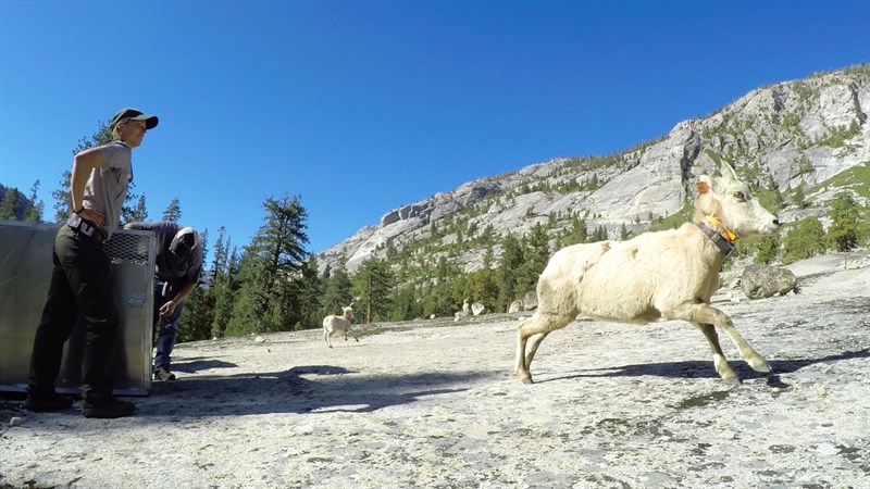 Sheep _sarah _gopro 1_still (1)