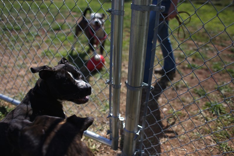 pit bull 1.jpg