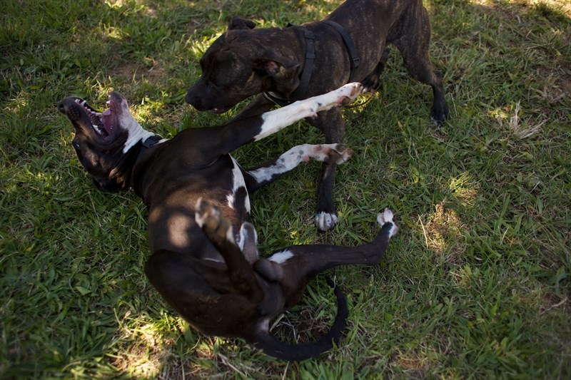 pit bull 2.jpg