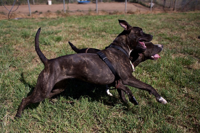 pit bull 3.jpg