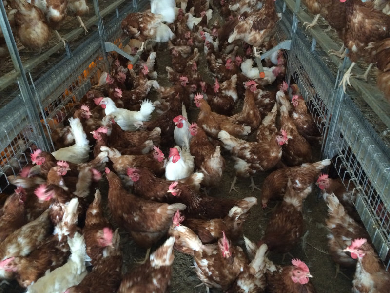 Cage Free 1