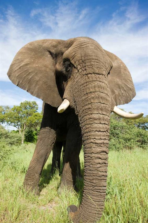 elephant-vert