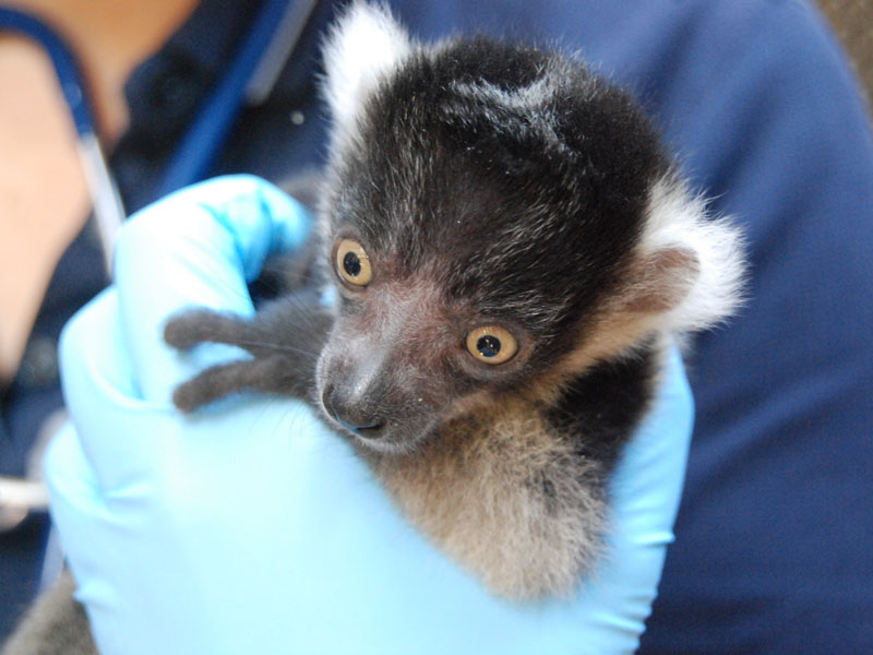 0630-Black -and -White -Ruffed -Lemur -Infants -p -2