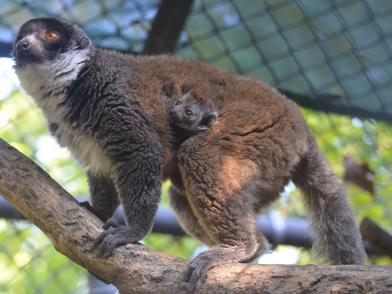 0630-mongoose -lemur -p