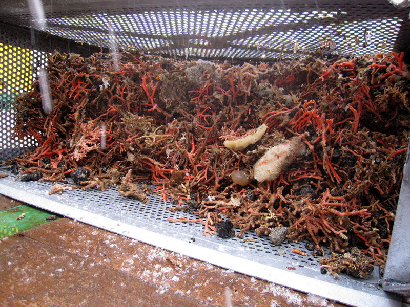 0701-corals -in -dredge -p