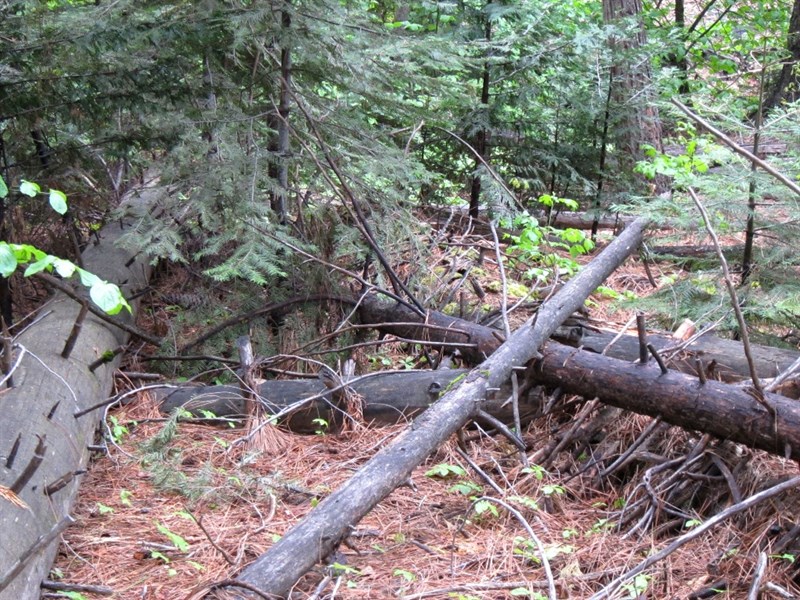 0803AQ_TREEPLANTp1