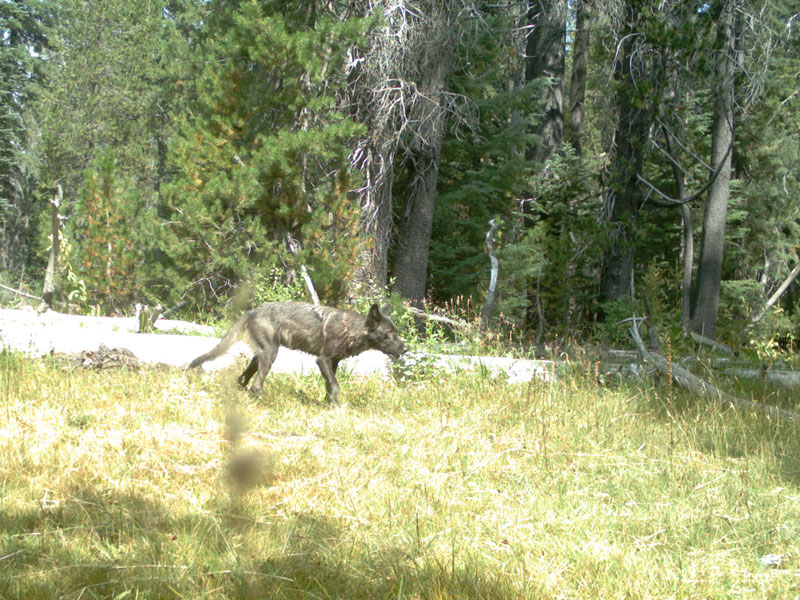 0820- Siskiyou County wolf -2-p