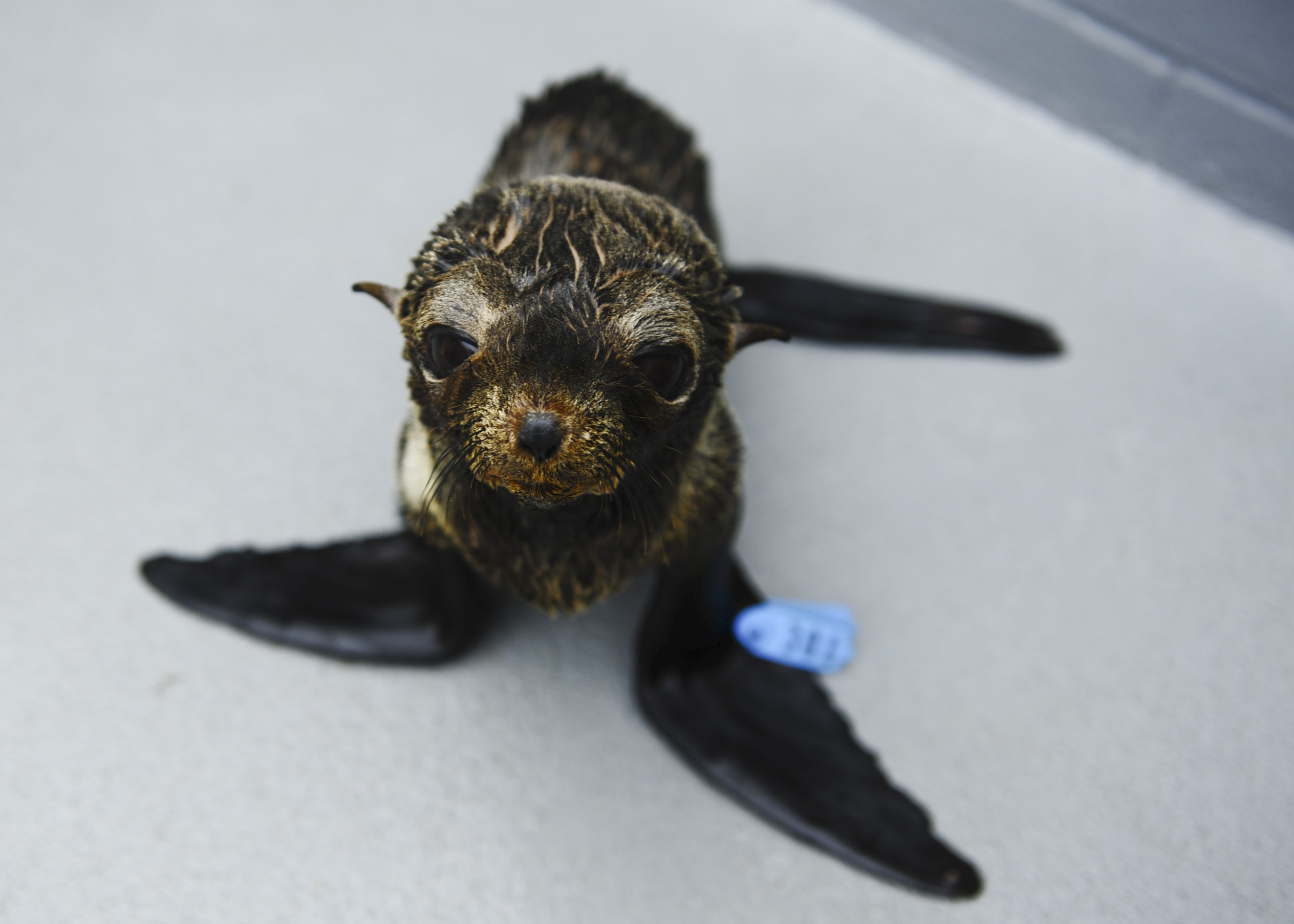 Guadalupe Fur Seals Dying Along California Coast image