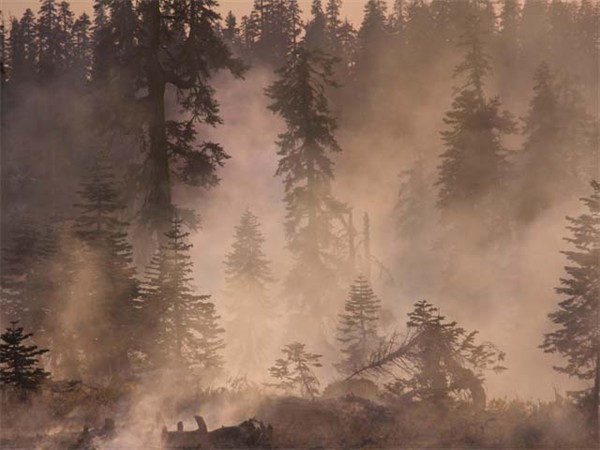 0825 American Fire Smoky Timber